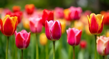 Die besten 8 Tipps bei Tulip Day