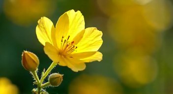 Mein persönlicher Blick auf die Forsythie: Ein strahlendes Dilemma (1/10)