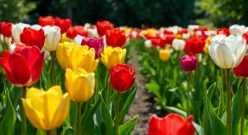 Perspektiven zu Tulpen und Gemeinschaft
